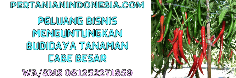 peluang,bisnis,budidaya,tanaman,cabe besar,pertanian indonesia